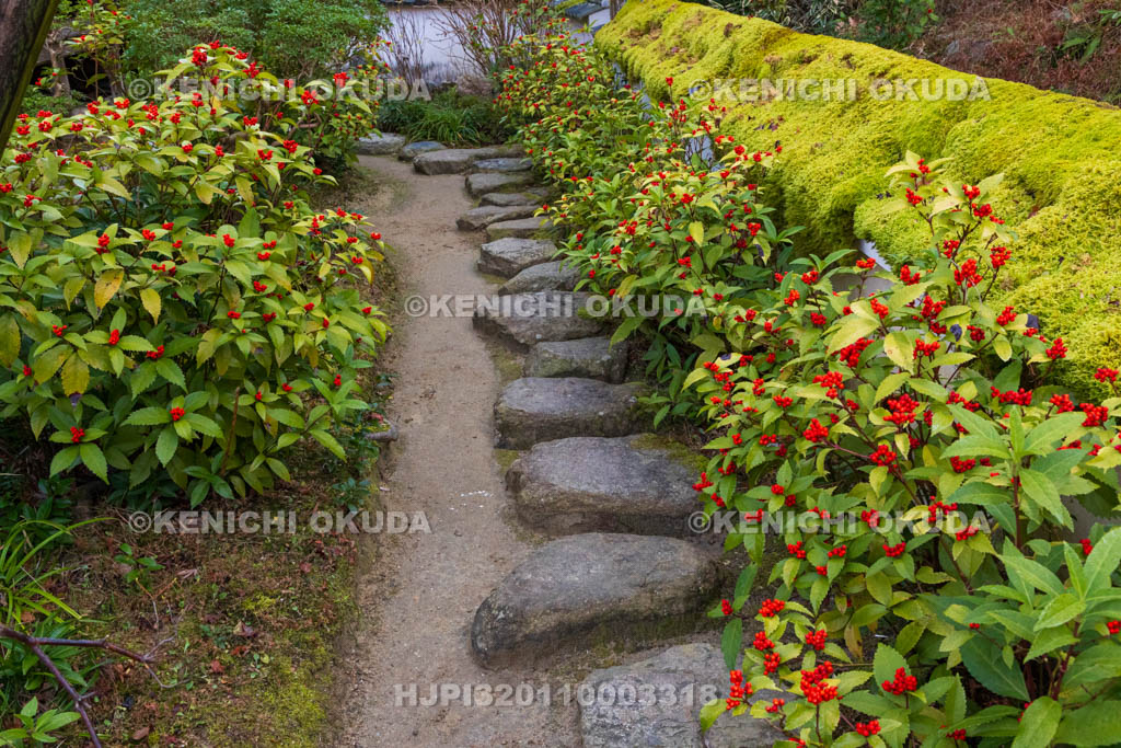 奈良県　當麻寺　中之坊　千両色づく香藕園（こうぐうえん）