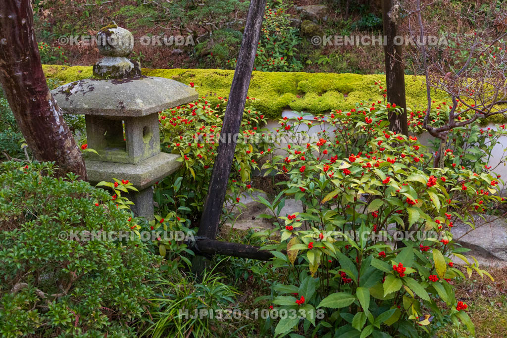 奈良県　當麻寺　中之坊　千両色づく香藕園（こうぐうえん）