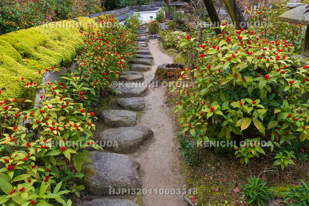 奈良県　當麻寺　中之坊　千両色づく香藕園（こうぐうえん）