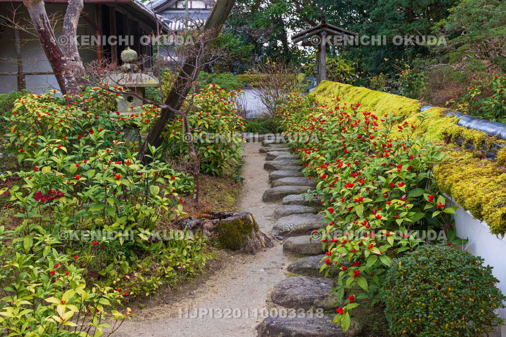 奈良県　當麻寺　中之坊　千両色づく香藕園（こうぐうえん）