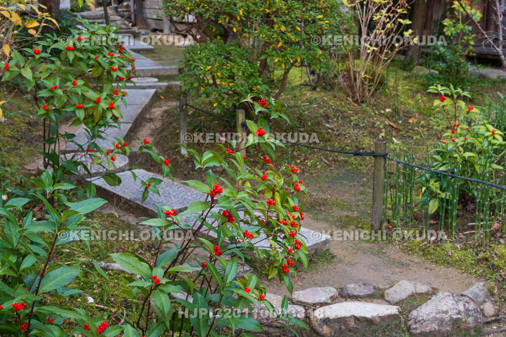 奈良県　當麻寺　中之坊　千両色づく香藕園（こうぐうえん）