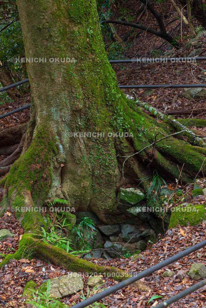 奈良県　高取城　七つ井戸