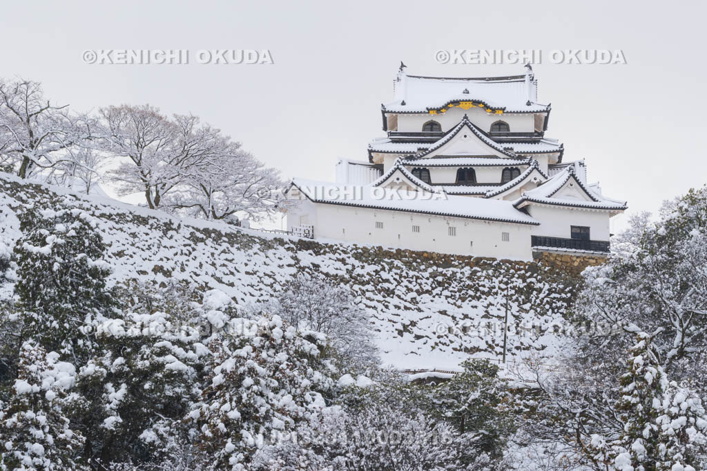 滋賀県　雪の彦根城　玄宮園から望む天守（国宝）