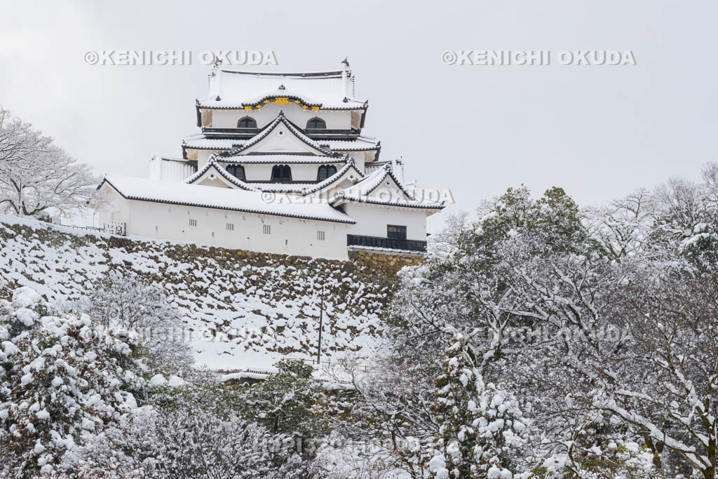 滋賀県　雪の彦根城　玄宮園から望む天守（国宝）