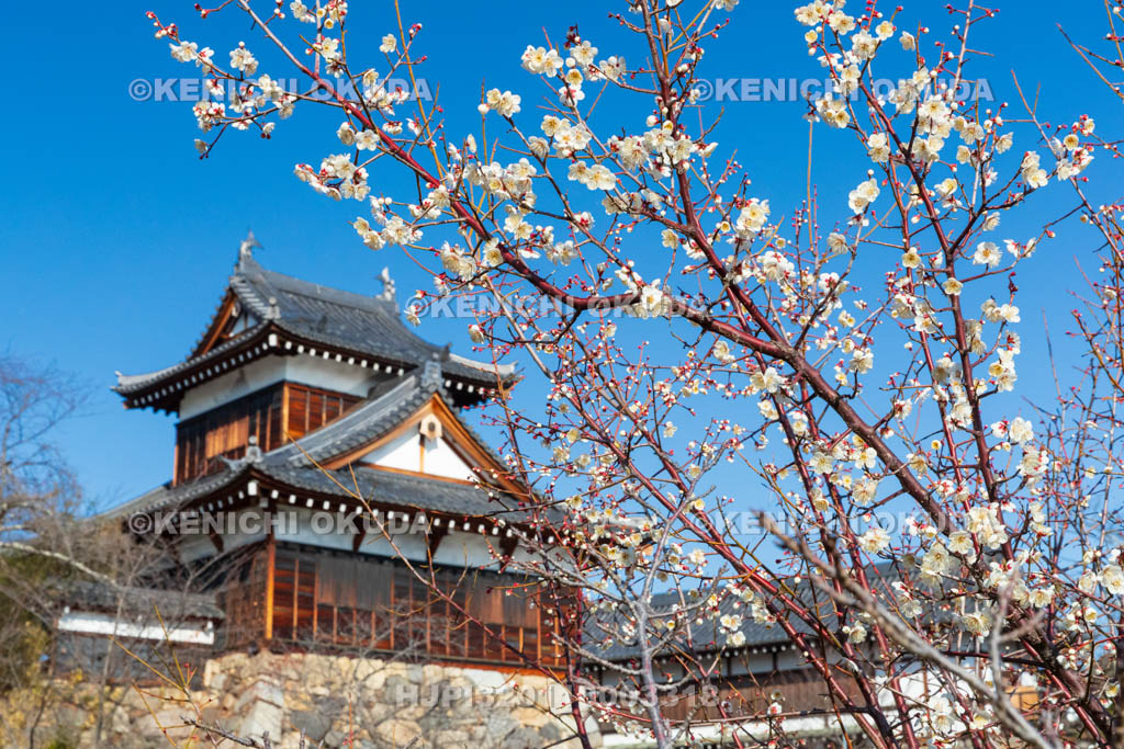 奈良県　大和郡山城　梅と追手向櫓