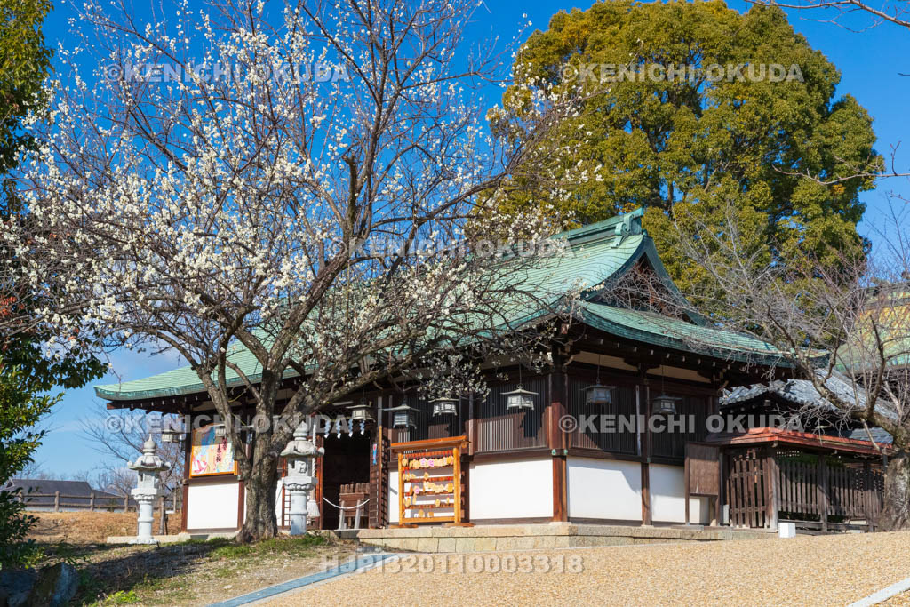 奈良県　大和郡山城　梅と柳澤神社