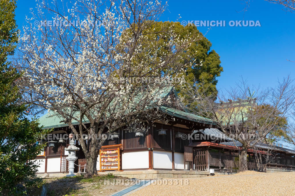 奈良県　大和郡山城　梅と柳澤神社