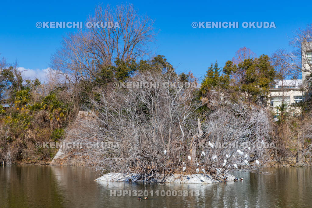 奈良県　大和郡山城　鷺池