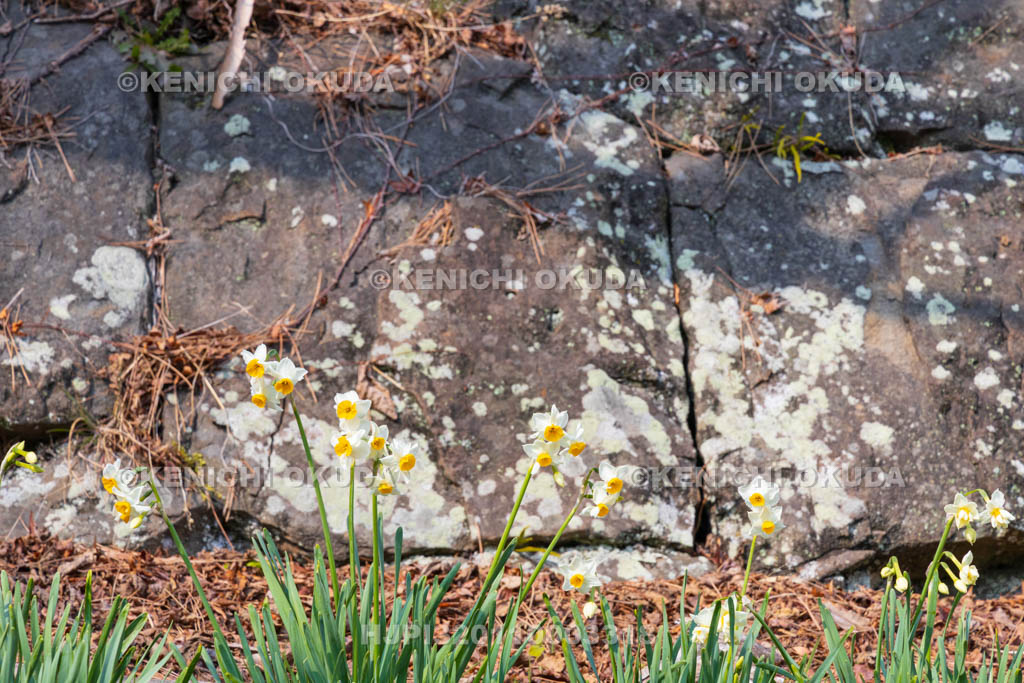 和歌山県　和歌山城　不明門跡の石垣と水仙