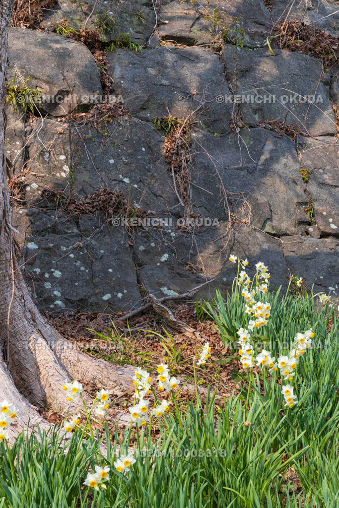 和歌山県　和歌山城　不明門跡の石垣と水仙