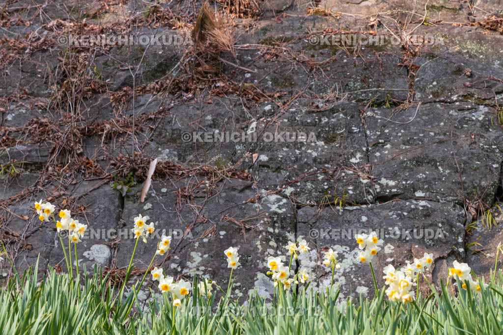 和歌山県　和歌山城　不明門跡の石垣と水仙