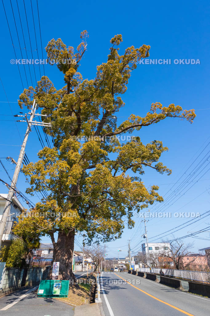 奈良県　大職冠（たいしょくかん）のクスノキ