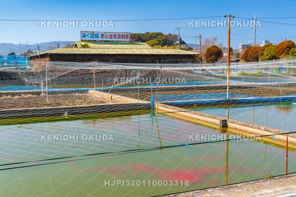 奈良県　金魚養殖池と郡山金魚資料館