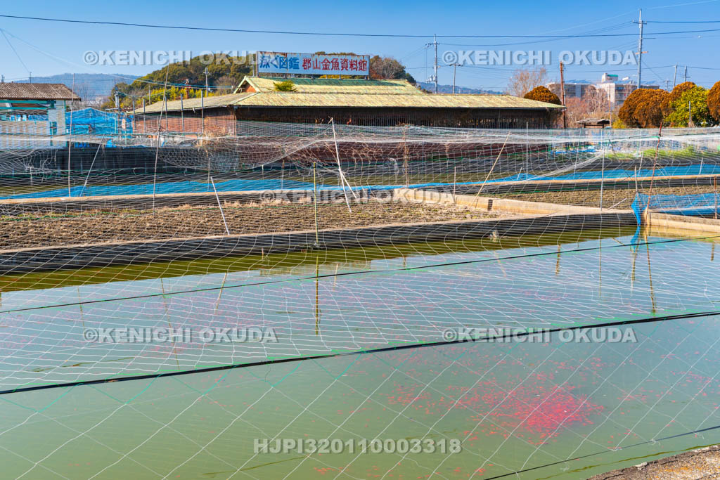 奈良県　金魚養殖池と郡山金魚資料館