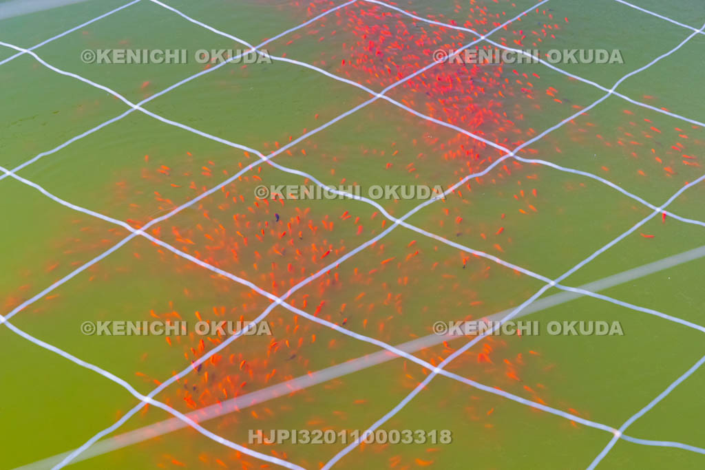 奈良県　金魚養殖池