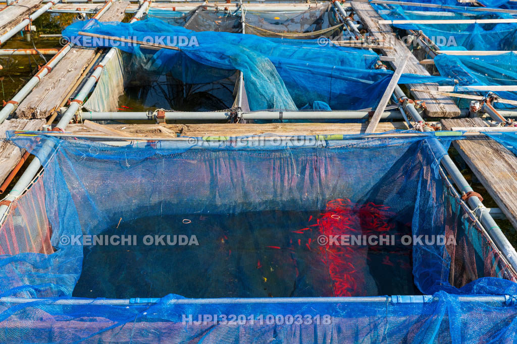 奈良県　郡山金魚資料館　金魚養殖池