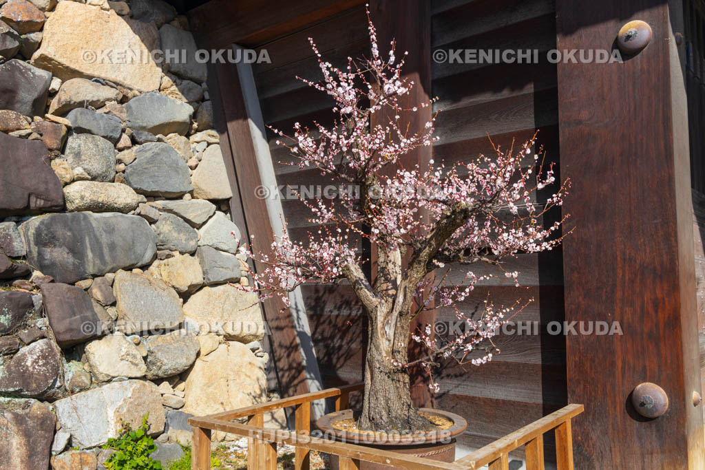 奈良県　大和郡山城　梅と追手門