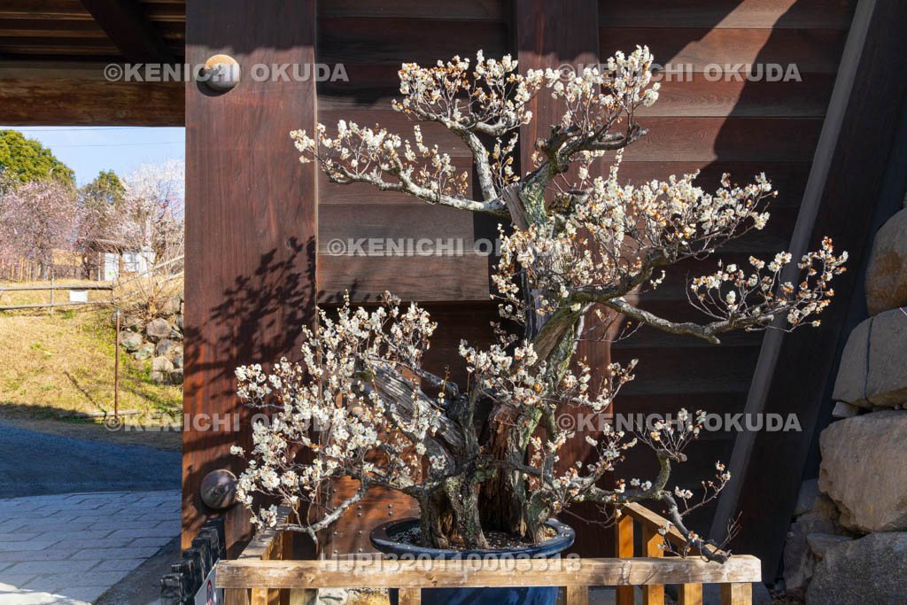 奈良県　大和郡山城　梅と追手門
