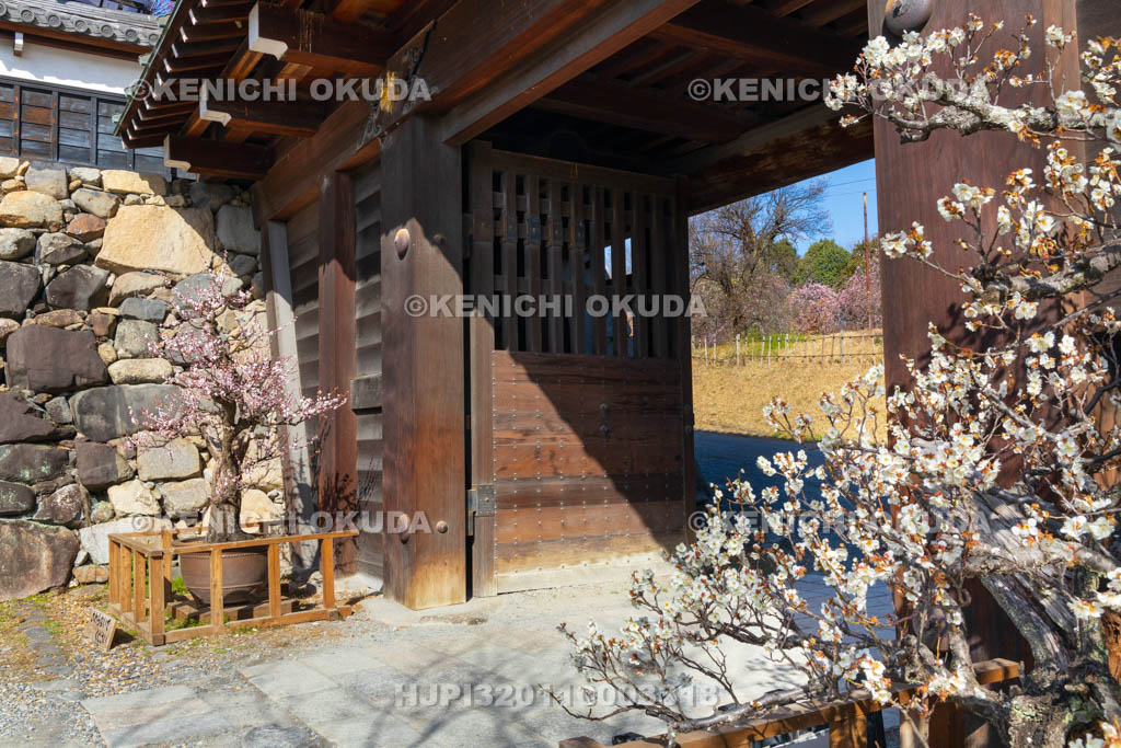 奈良県　大和郡山城　梅と追手門