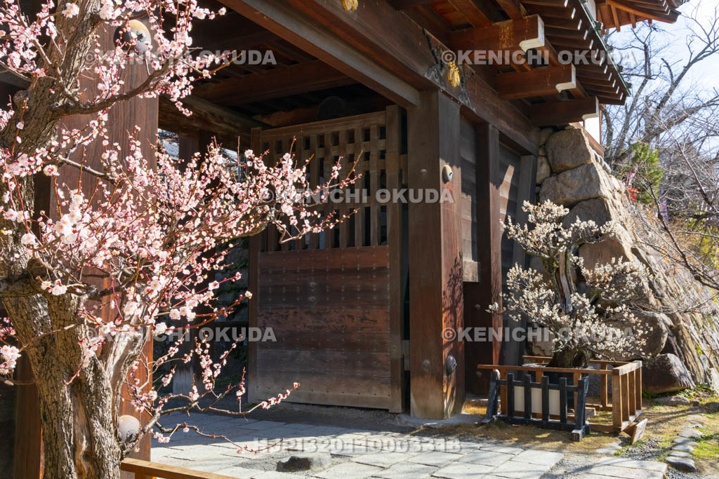 奈良県　大和郡山城　梅と追手門