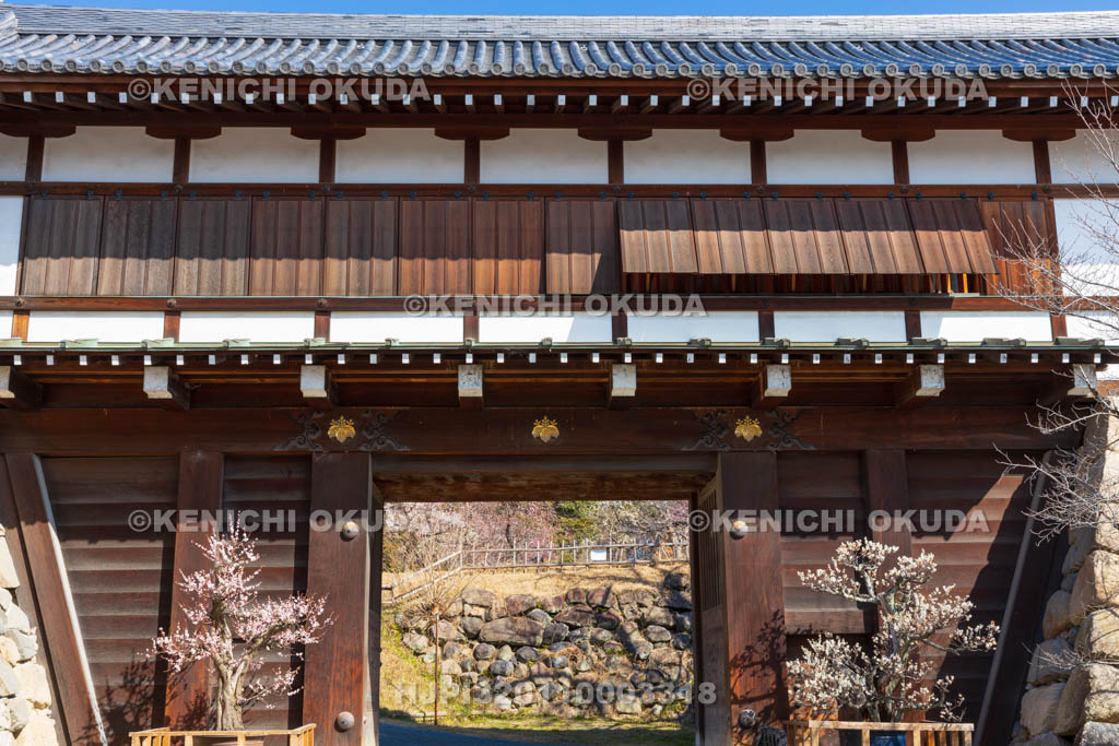 奈良県　大和郡山城　梅と追手門
