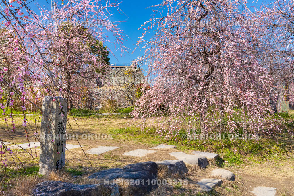 奈良県　大和郡山城　梅と久護門跡
