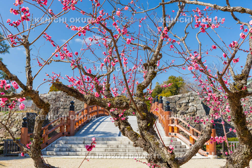 奈良県　大和郡山城　梅と極楽橋