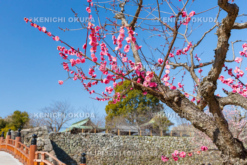 奈良県　大和郡山城　梅と柳澤神社