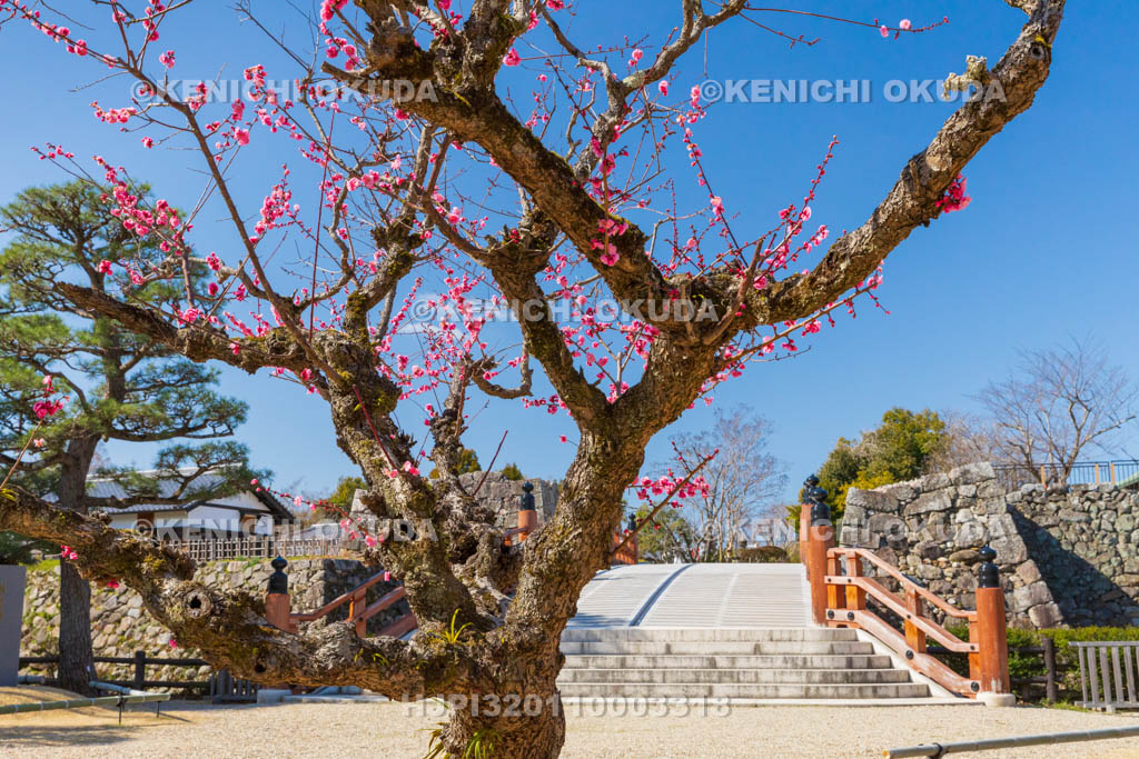 奈良県　大和郡山城　梅と極楽橋