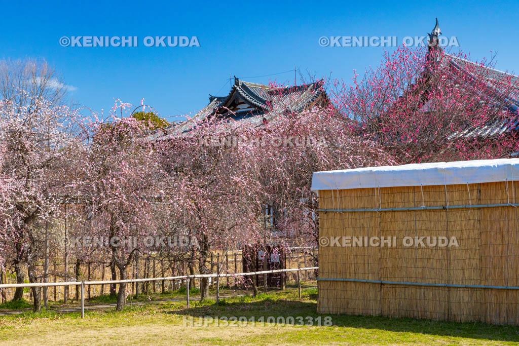 奈良県　梅の大和郡山城