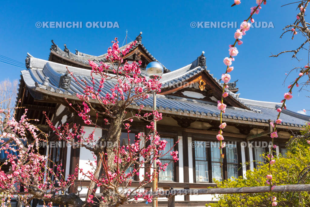 奈良県　大和郡山城　梅と城址会館（旧奈良県立図書館）