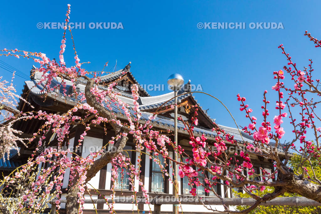 奈良県　大和郡山城　梅と城址会館（旧奈良県立図書館）
