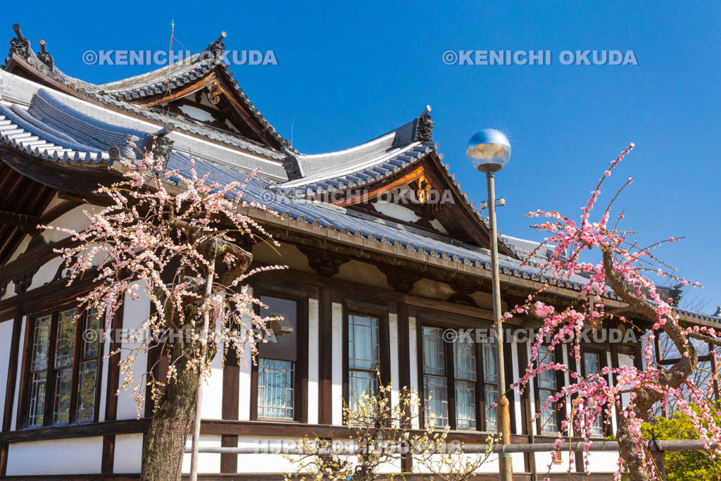奈良県　大和郡山城　梅と城址会館（旧奈良県立図書館）