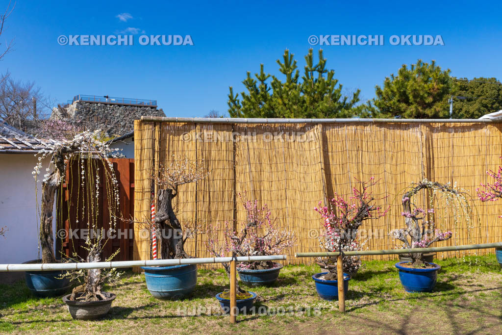 奈良県　大和郡山城　梅と天守台