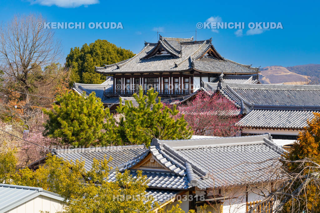 奈良県　梅の大和郡山城　城址会館（旧奈良県立図書館）