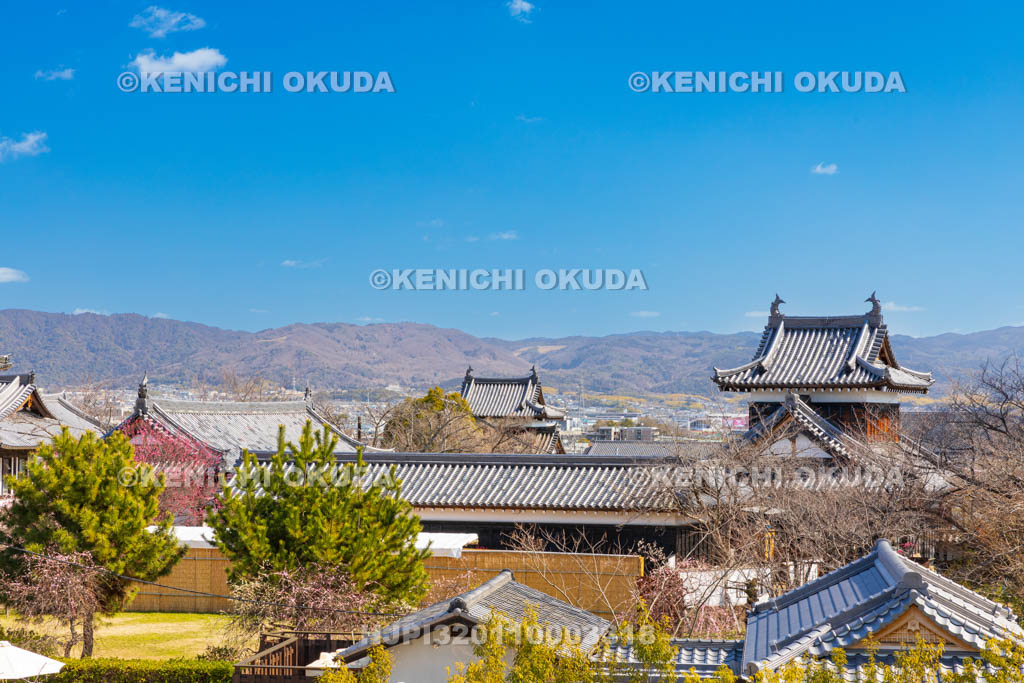 奈良県　梅の大和郡山城