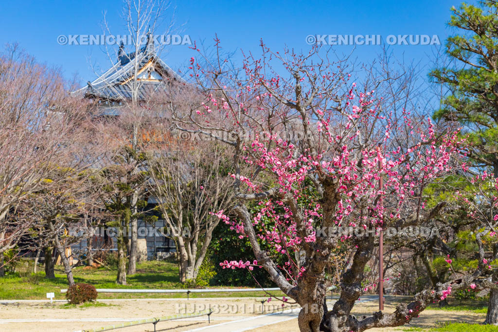 奈良県　梅の大和郡山城