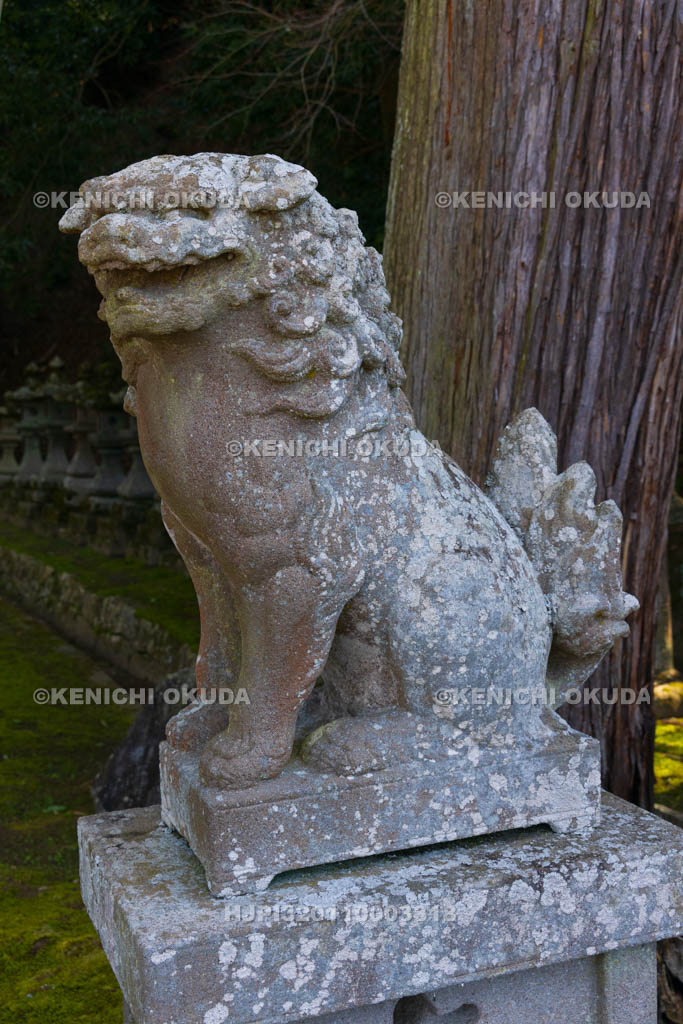 奈良県　宇陀松山城下町　神楽岡神社　狛犬阿形