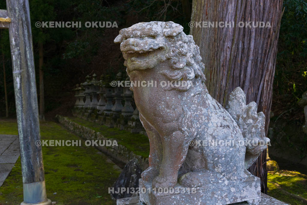奈良県　宇陀松山城下町　神楽岡神社　狛犬阿形