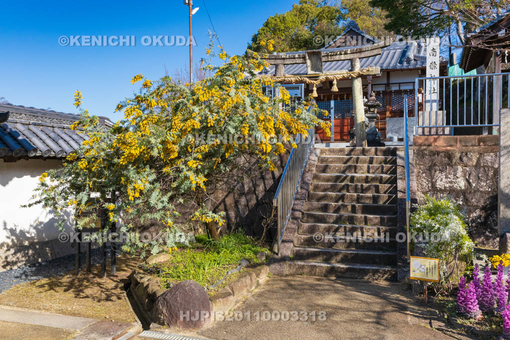 大阪府　野崎観音（慈眼寺）　ミモザ咲く南條神社