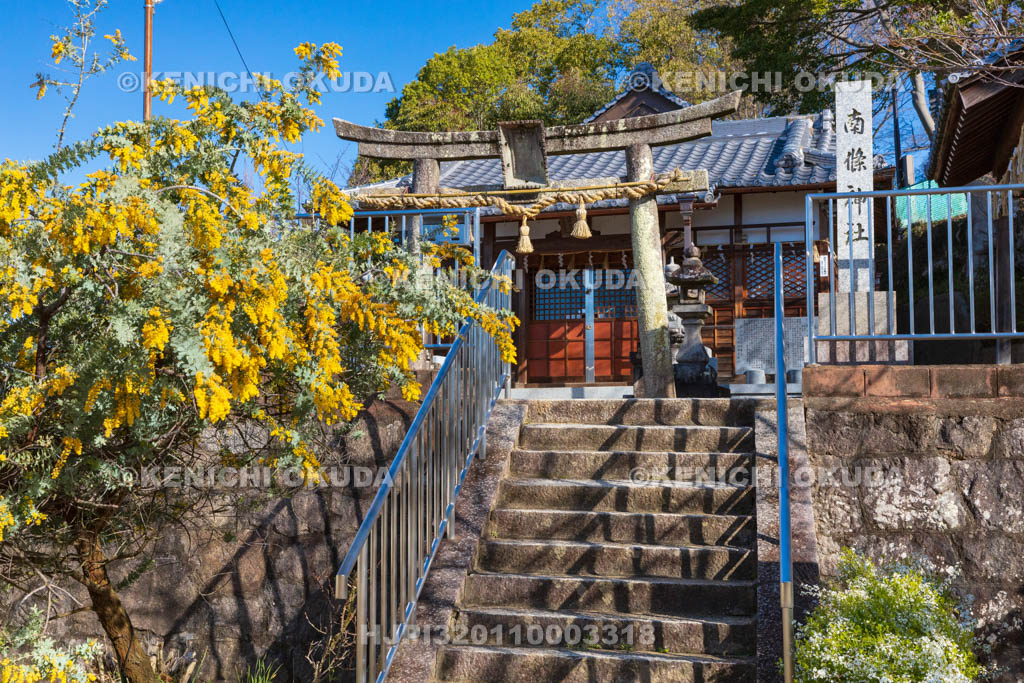 大阪府　野崎観音（慈眼寺）　ミモザ咲く南條神社
