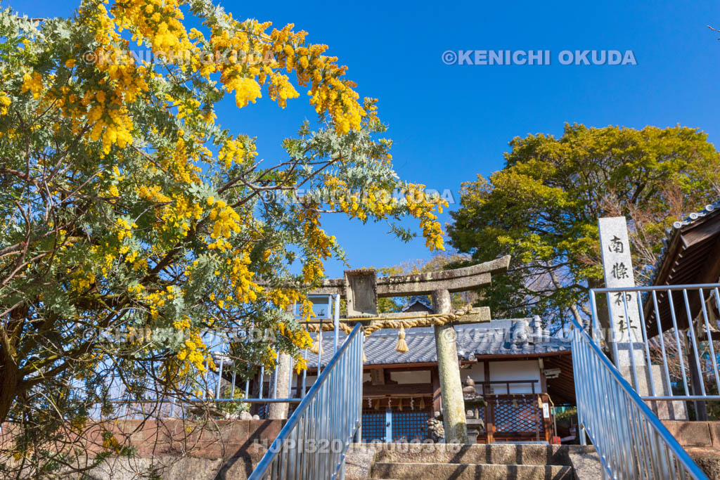 大阪府　野崎観音（慈眼寺）　ミモザ咲く南條神社