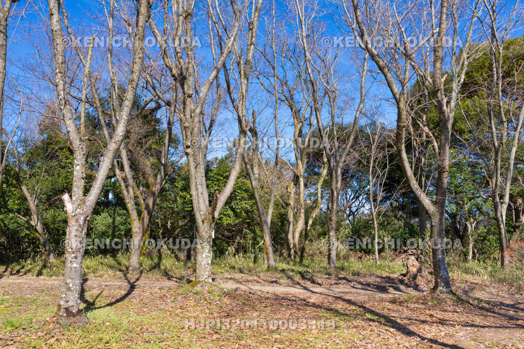 大阪府　飯盛山城跡　千畳敷郭