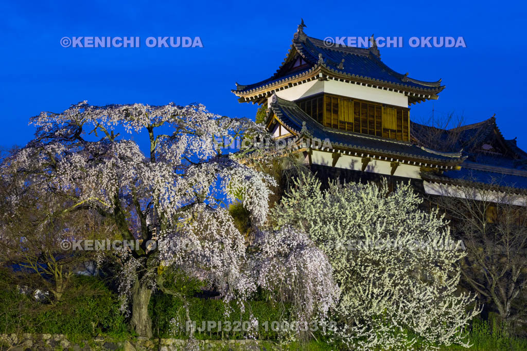 奈良県　大和郡山城　夜桜と東隅櫓