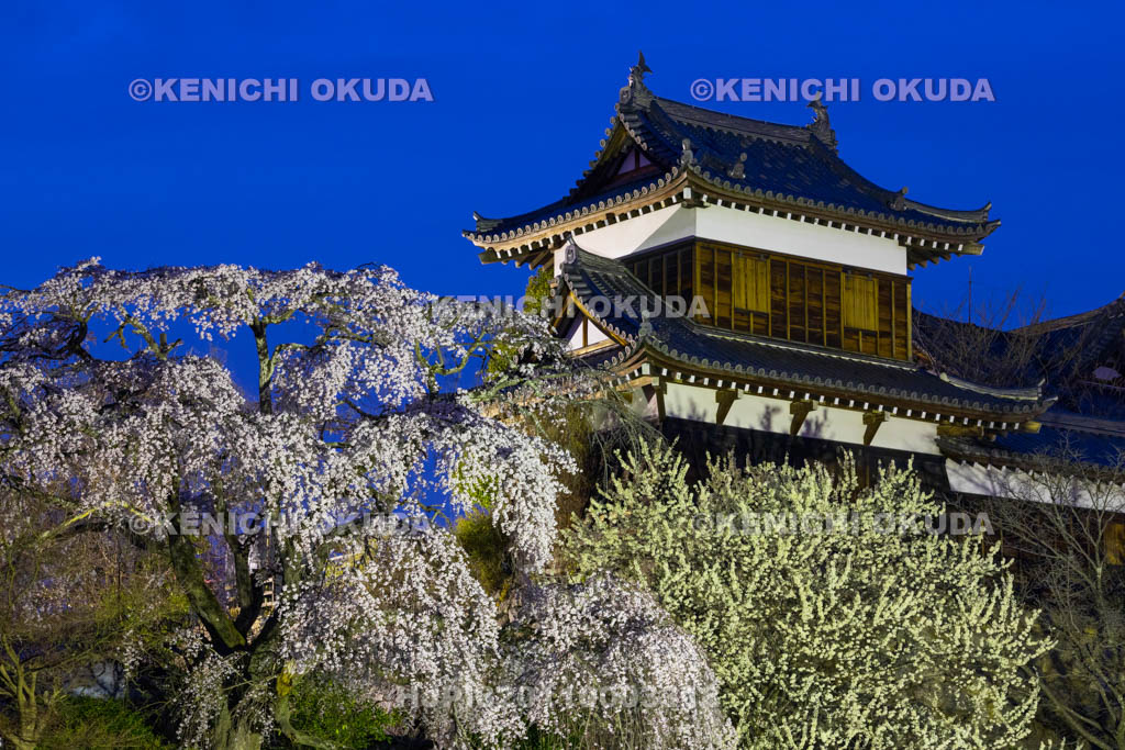 奈良県　大和郡山城　夜桜と東隅櫓
