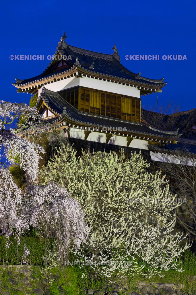 奈良県　大和郡山城　夜桜と東隅櫓