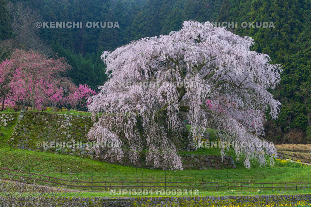 奈良県　又兵衛桜