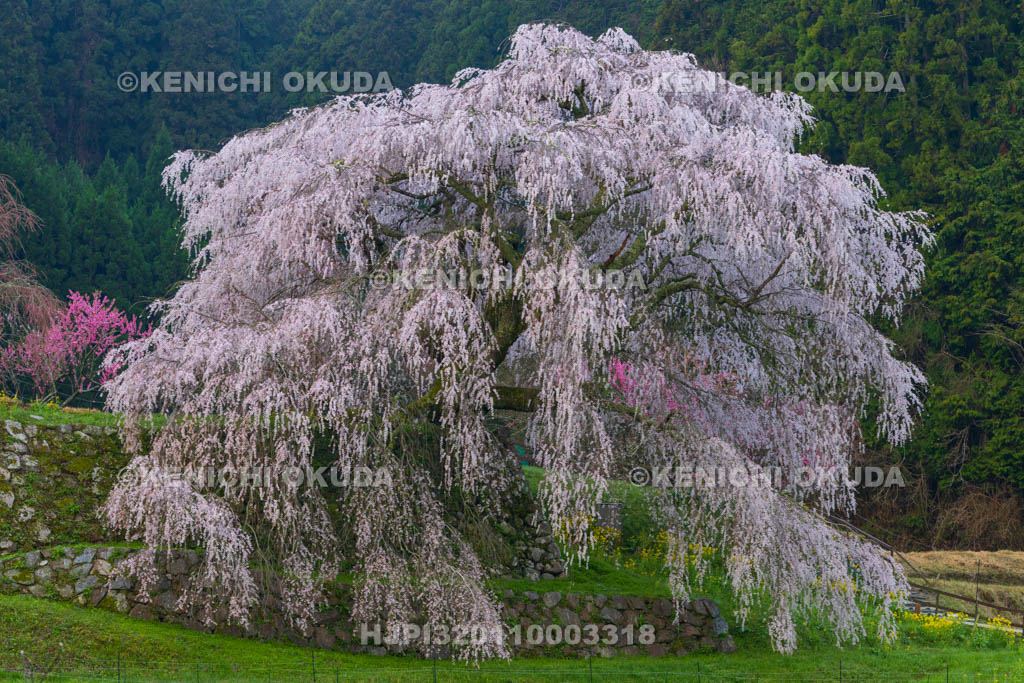 奈良県　又兵衛桜