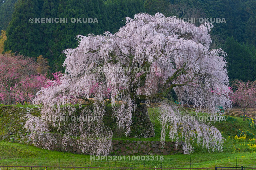 奈良県　又兵衛桜