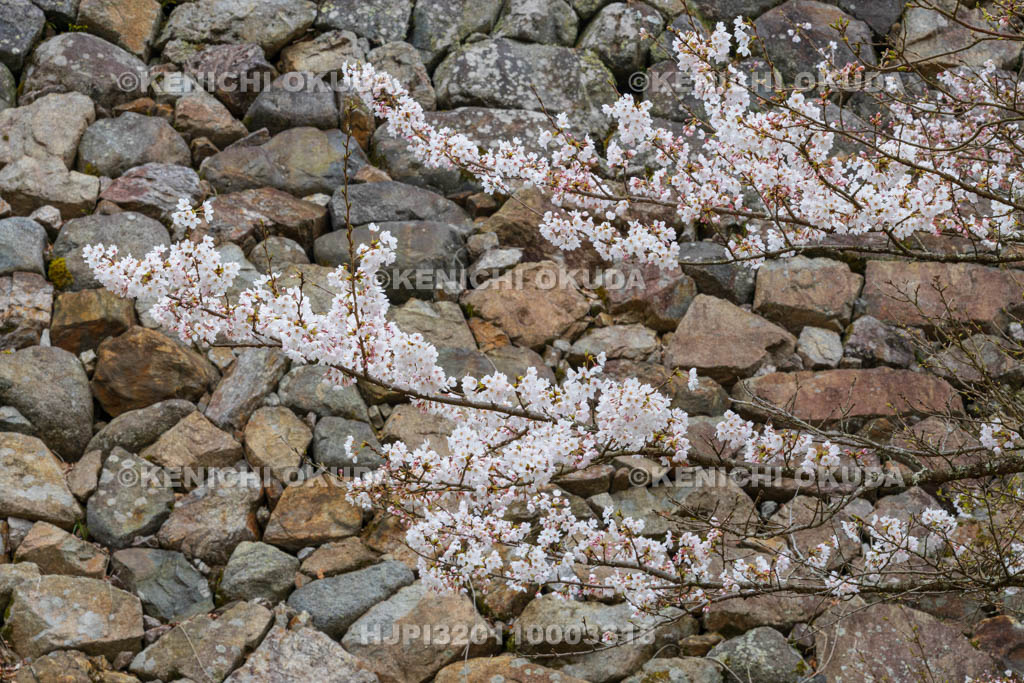 奈良県　高取城跡　桜と太鼓櫓・新櫓跡の石垣